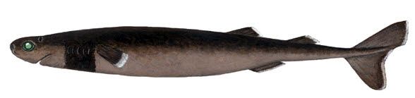 Isistius brasiliensis_02.jpg